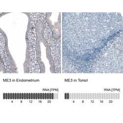 ME3 Antibody, Novus Biologicals 25 &mu;L | Buy Online | Novus Biologicals | Fisher Scientific